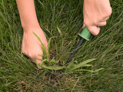 common lawn weeds 