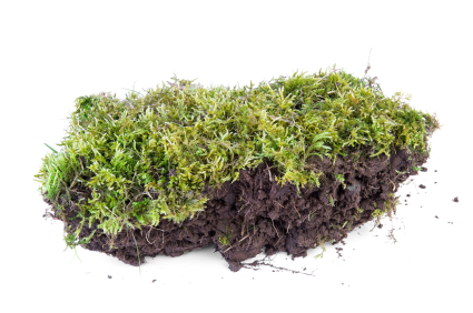 controlling lawn moss