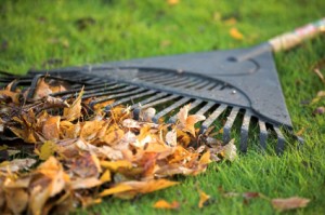 Fall Lawn Care Tips | Hints for Fall Lawn Care