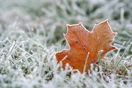 winter lawn care